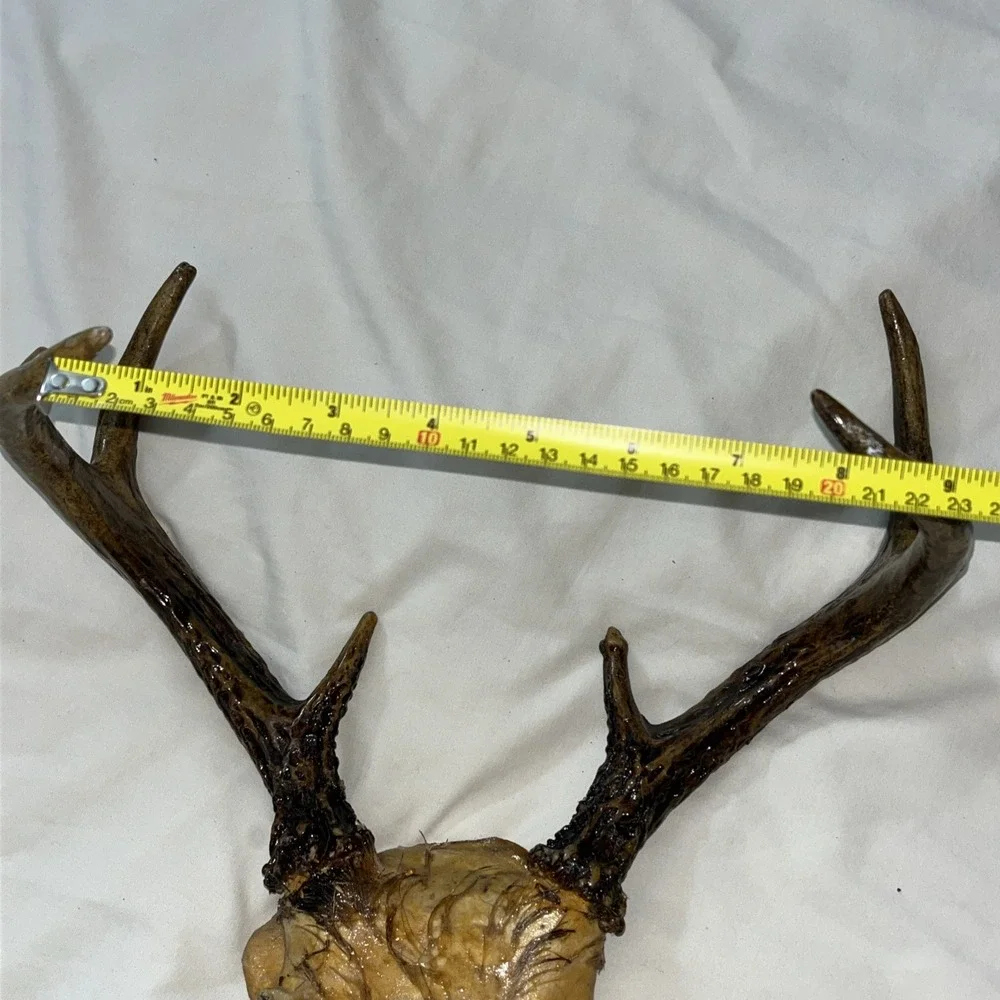 Genuine Deer Antlers Small 7 point Man Cave Decor Antler Polished‎ Hunters Skull